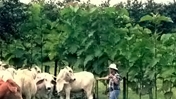 3 Ways Agriculture Can Help Mitigate Climate Change